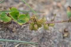 Indigofera nummulariifolia